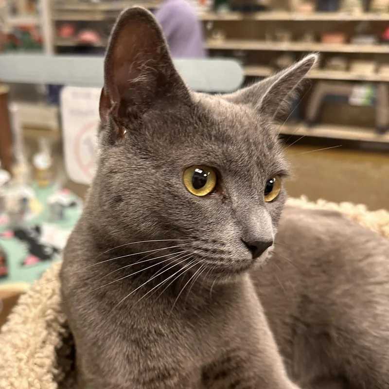 A baby medium-sized female Gray / Blue / Silver Domestic Short Hair cat named Baby for adoption in Maple Shade, NJ
