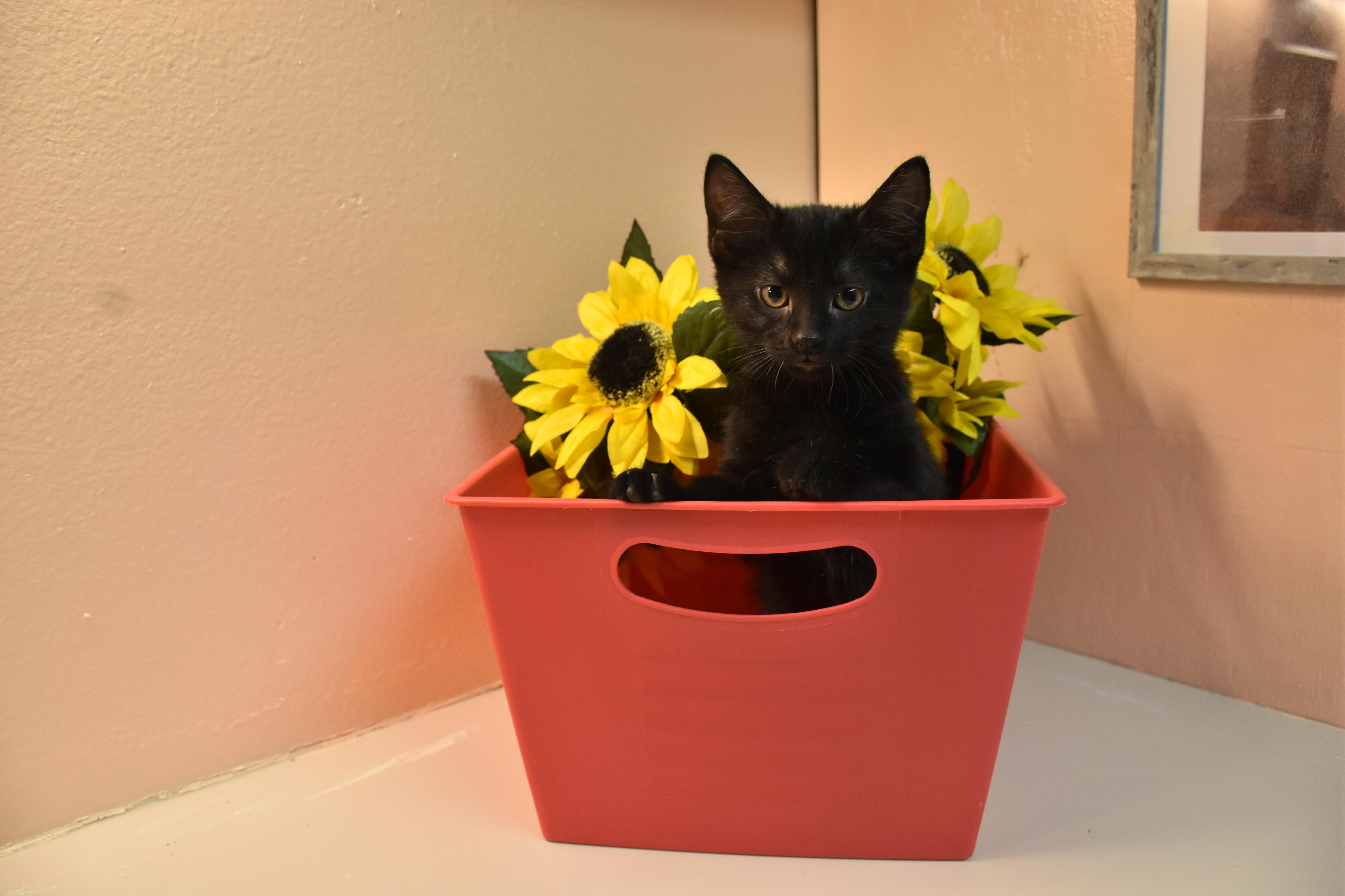 A baby small-sized female Black Domestic Short Hair cat named Java for adoption in North Judson, IN