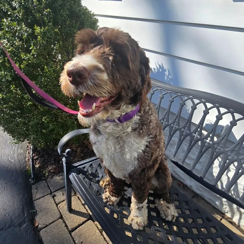 An adult large-sized male Brown / Chocolate Mixed Breed dog named Teddy for adoption in DeKalb, IL