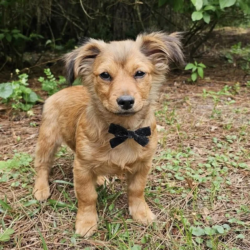 A baby medium-sized male Merle (Red) Mixed Breed dog named Pax for adoption in BONIFAY, FL