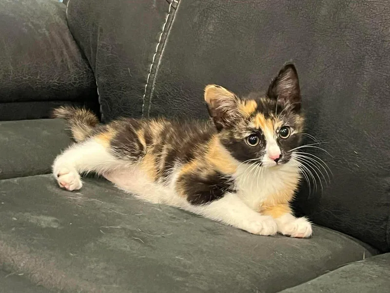 A baby small-sized female Calico cat named Cora for adoption in Merriam, KS