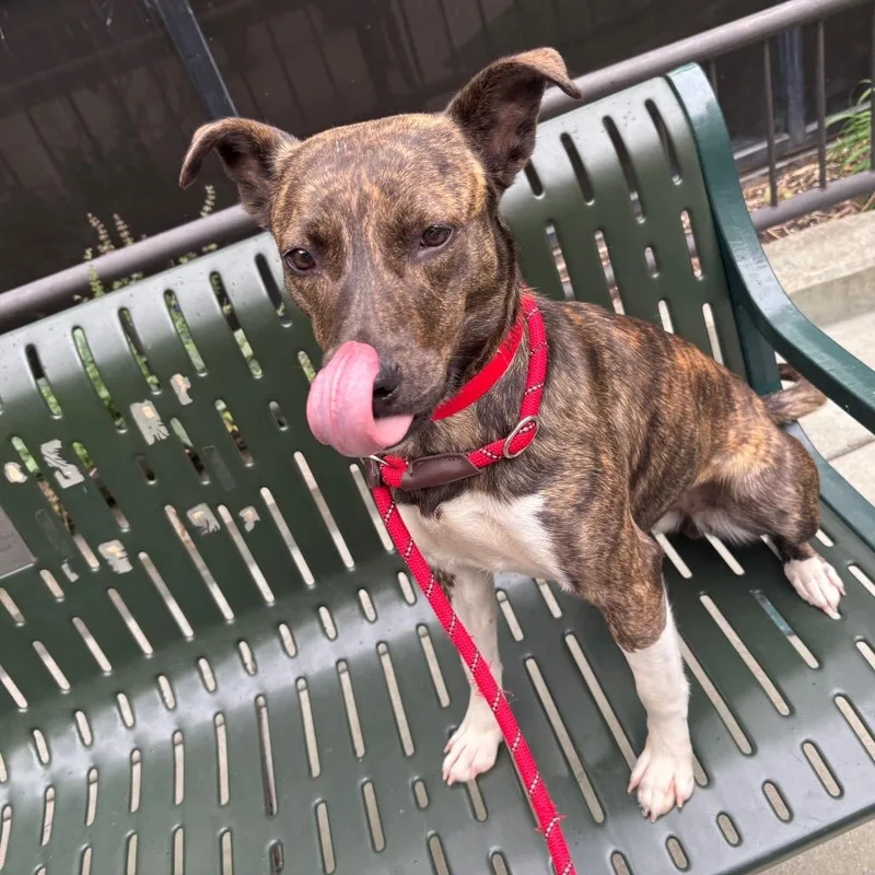 A young medium-sized female Brindle Mixed Breed dog named Millicent for adoption in Chicago, IL