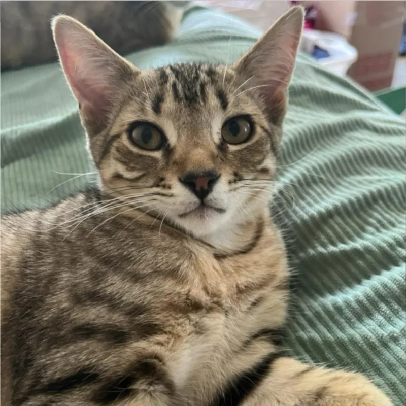 An adult small-sized male Buff / Tan / Fawn Domestic Short Hair cat named Jacob for adoption in Frederick, MD