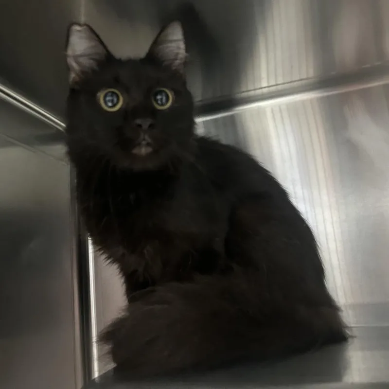 A young medium-sized female Domestic Short Hair cat named Naan for adoption in Pensacola, FL