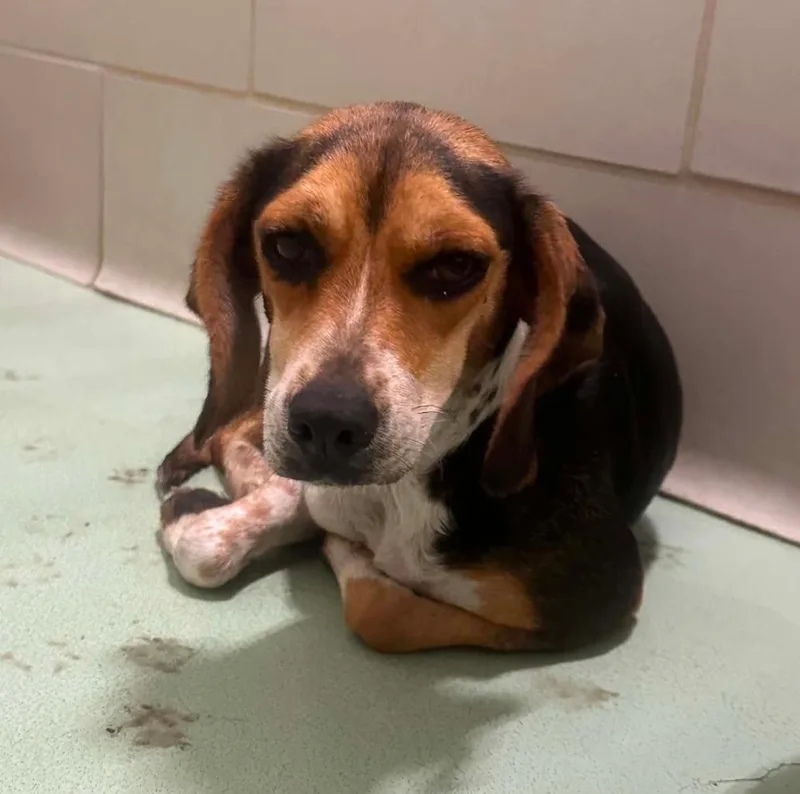An adult small-sized female Tricolor (Brown, Black, & White) Beagle dog named Muffin for adoption in Millfield, OH