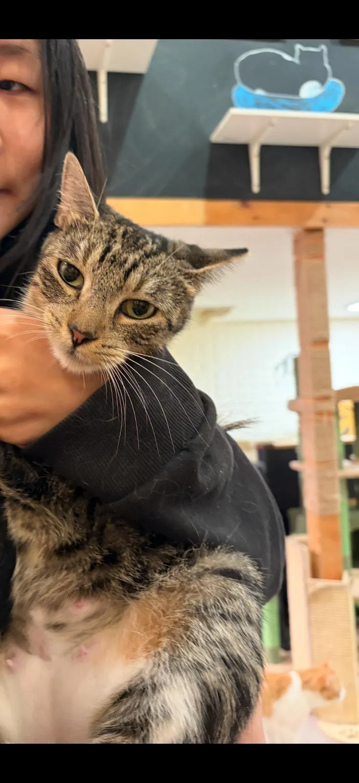 An adult medium-sized female Domestic Short Hair cat named Number for adoption in South Ozone Park, NY