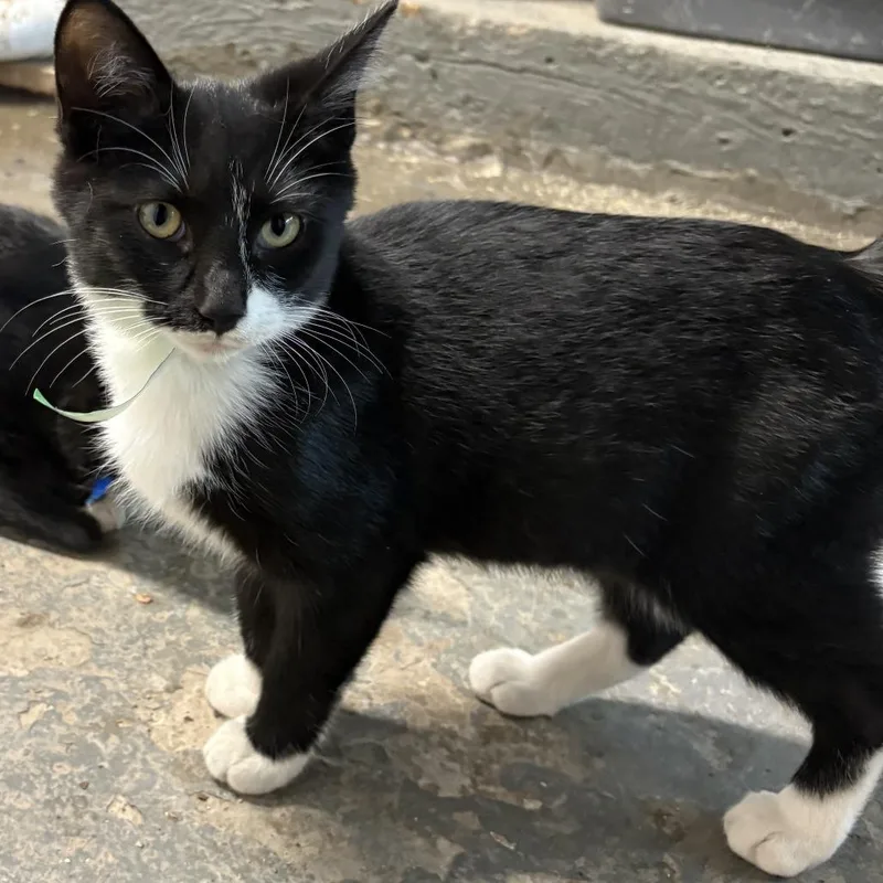 A baby small-sized male Black Domestic Short Hair cat named Jacob for adoption in Carmel, IN