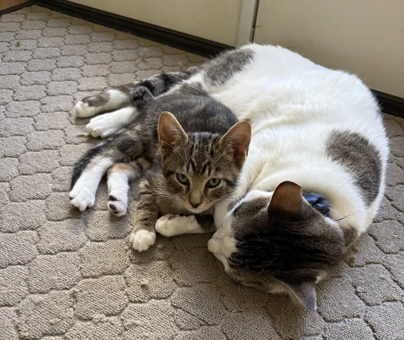 A baby small-sized male Tabby (Gray / Blue / Silver) Tabby cat named Skywalker for adoption in Walnut Creek, CA