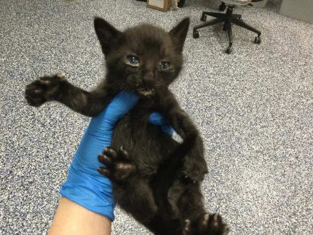A baby small-sized male Domestic Short Hair cat named Chandler for adoption in Thousand Palms, CA