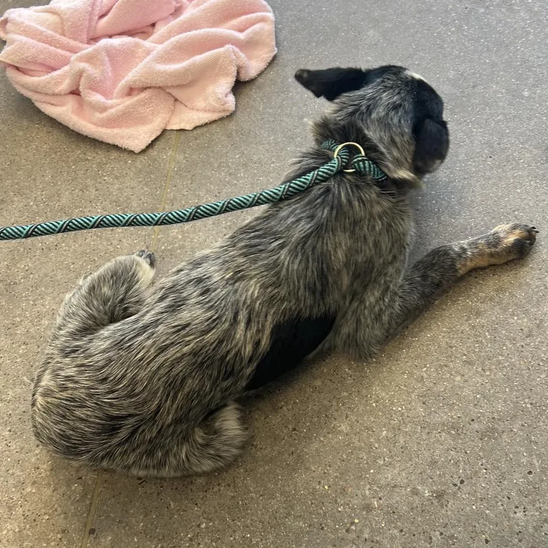 A young small-sized male Gray / Blue / Silver Mixed Breed dog named Slobber for adoption in Las Cruces, NM