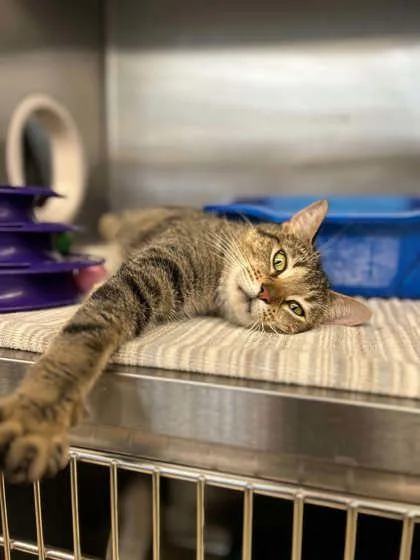 An adult medium-sized female Domestic Short Hair cat named Honey Bun for adoption in Munster, IN