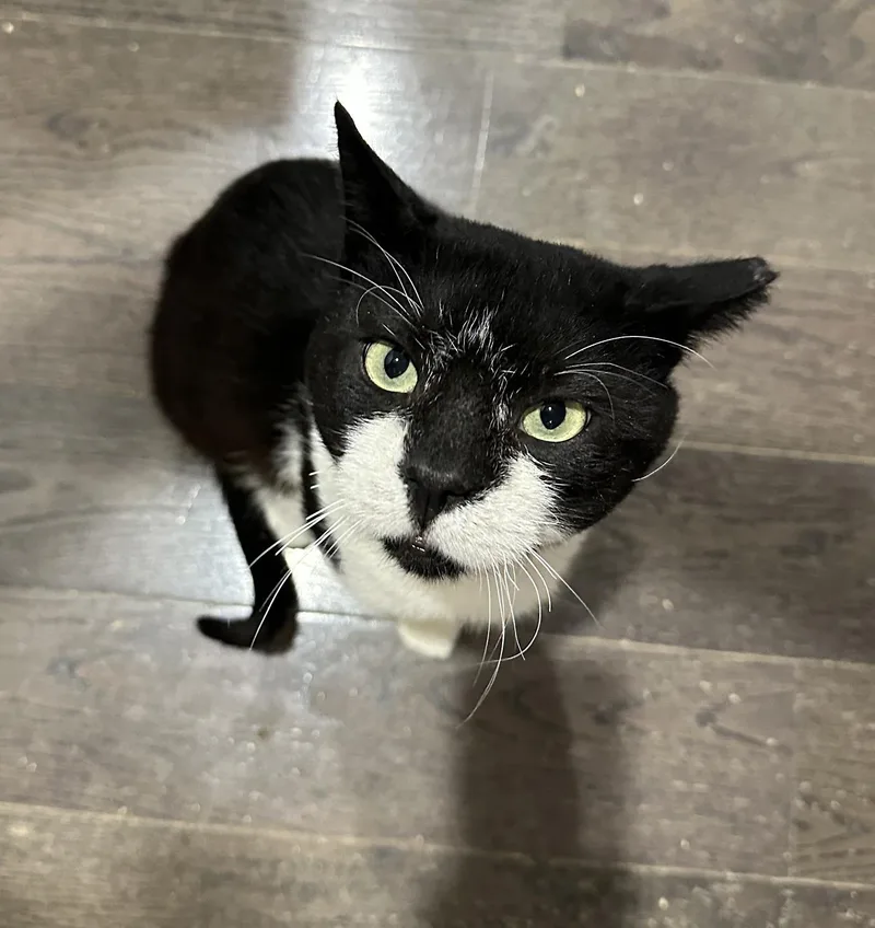 An adult medium-sized male Black & White / Tuxedo Domestic Short Hair cat named Oreo Willows for adoption in Philadelphia, PA