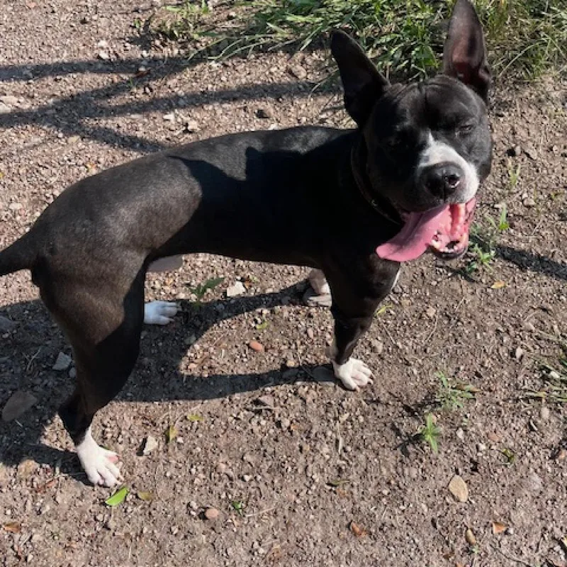 An adult medium-sized male Black Boxer dog named Xander for adoption in Bend, OR