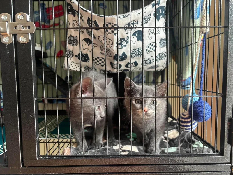A young medium-sized female Gray / Blue / Silver Domestic Short Hair cat named Persephone for adoption in Sicklerville , NJ