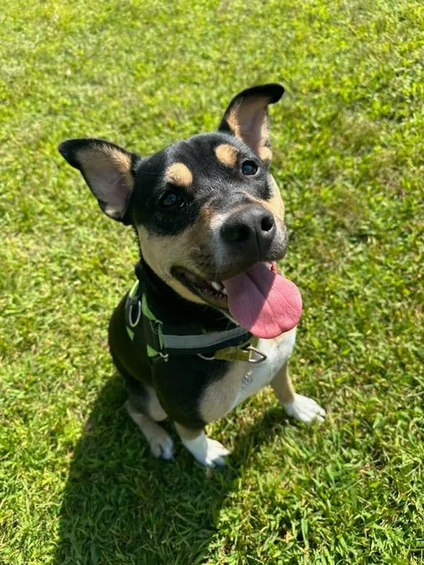 An adult medium-sized female Shepherd dog named Meg for adoption in South Bend, IN