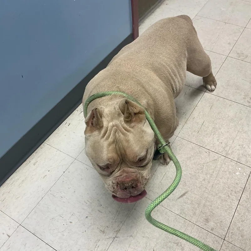 An adult large-sized male Yellow / Tan / Blond / Fawn American Bulldog dog named Fury for adoption in St Joseph, MO