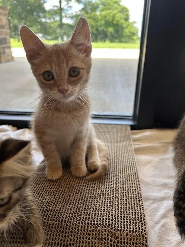 A baby medium-sized male Buff / Tan / Fawn Domestic Short Hair cat named Sanders for adoption in Effingham, IL