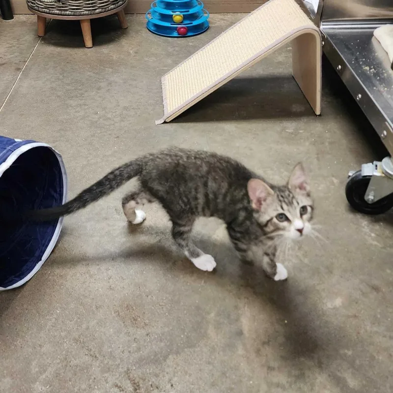A baby small-sized male Brown / Chocolate Domestic Short Hair cat named Lost Boy for adoption in Davenport, IA