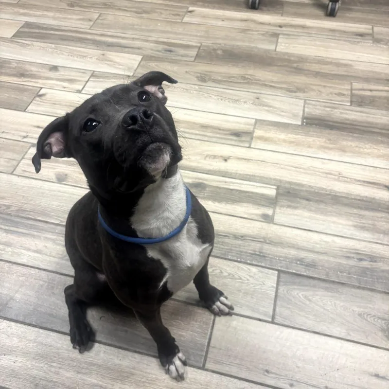 A young medium-sized female Black Mixed Breed dog named Ashlyn for adoption in Henderson, KY