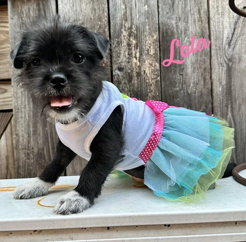 A baby small-sized female Jack Russell Terrier dog named Lola plushtoylitter for adoption in Houston, TX