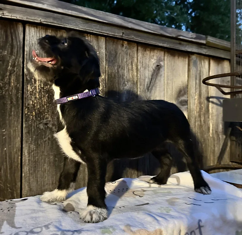 Lola plushtoylitter thumbnail 2
