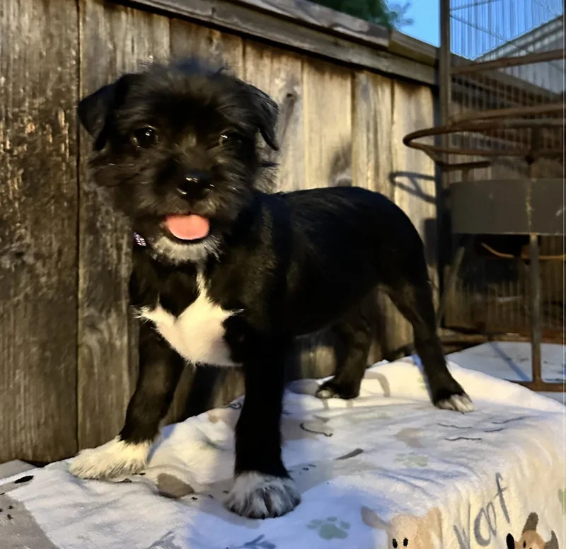 Lola plushtoylitter thumbnail 3