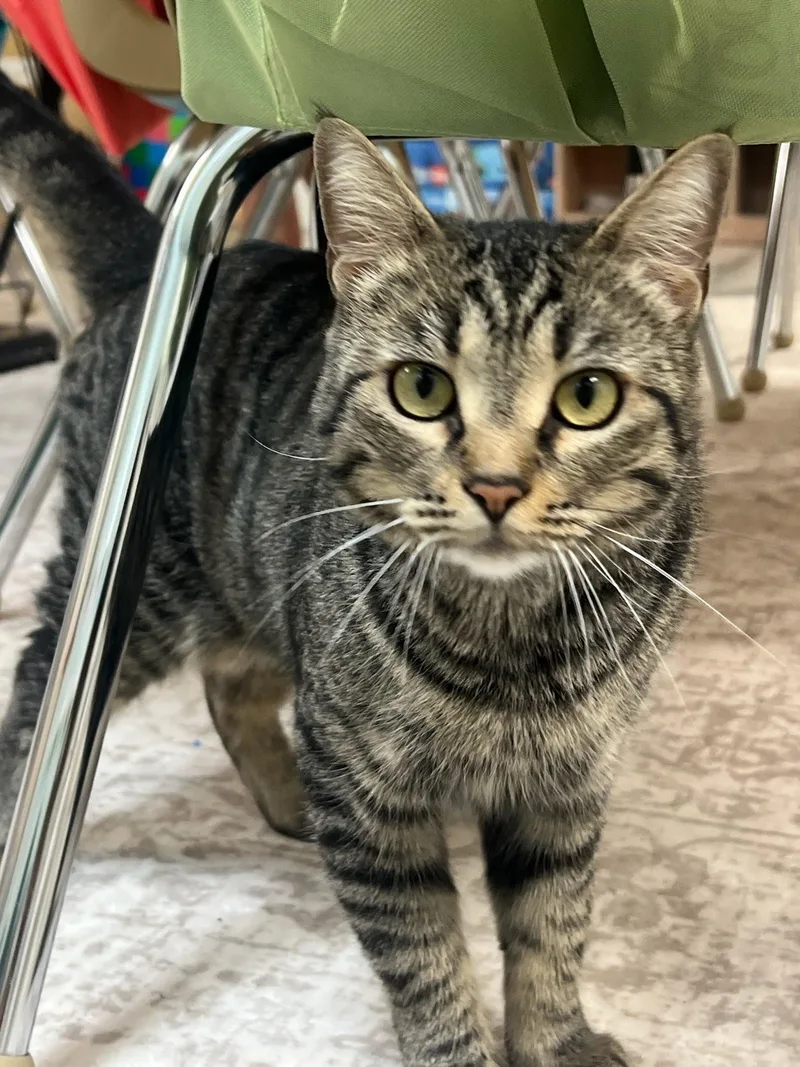 A young small-sized female Domestic Short Hair cat named Daenerys for adoption in Mission Viejo, CA