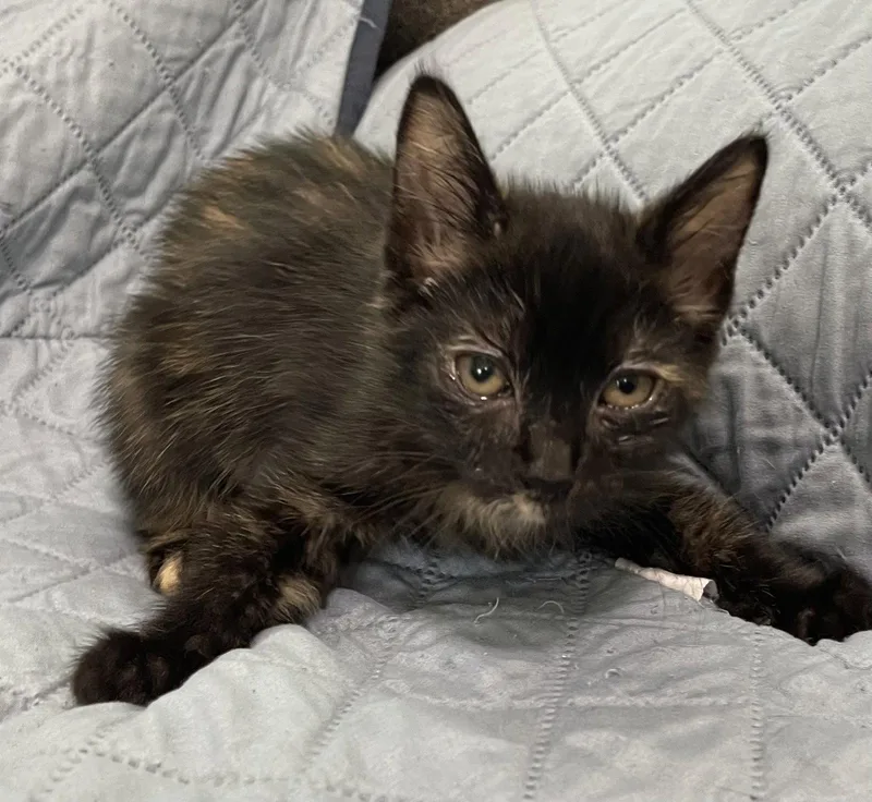 A baby medium-sized female Domestic Short Hair cat named Enola for adoption in Oviedo, FL