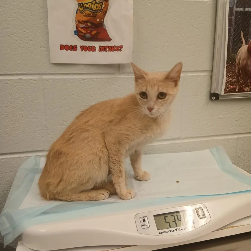 A baby medium-sized female Orange / Red Domestic Short Hair cat named Baloo for adoption in Chattanooga, TN