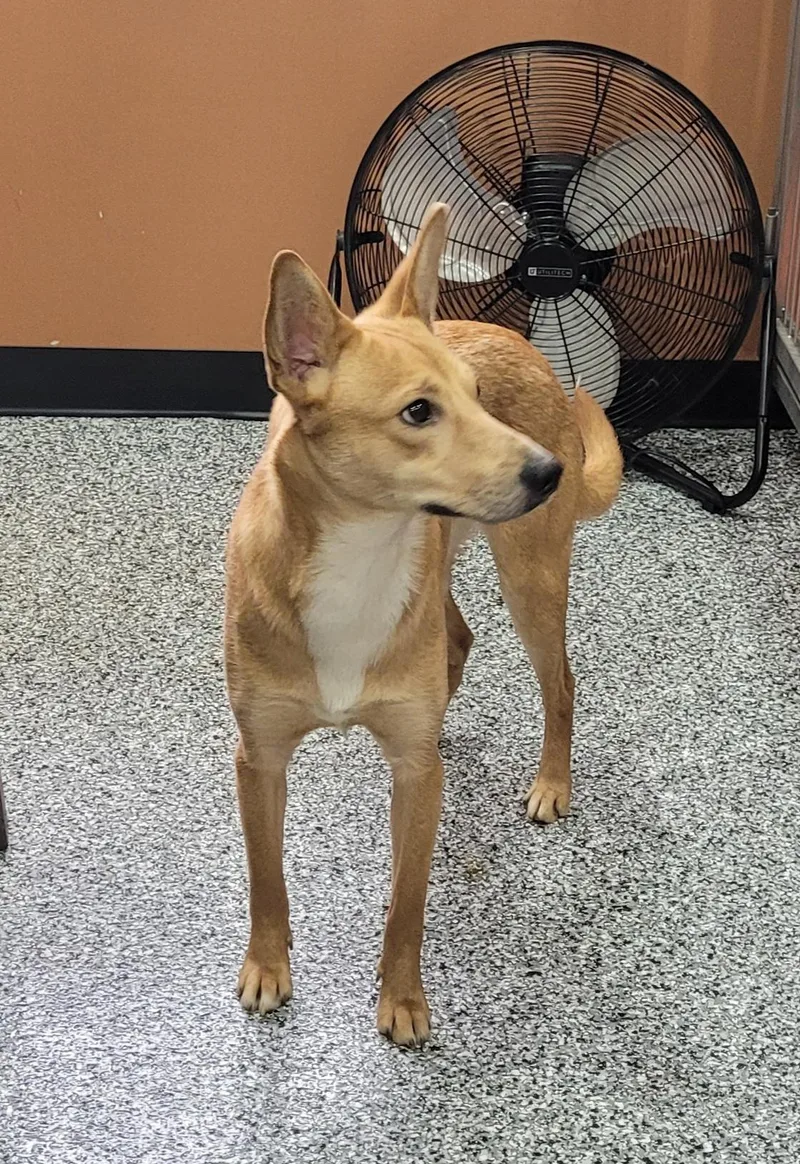A young medium-sized male Golden Smooth Collie dog named Donnie for adoption in Catlettsburg, KY