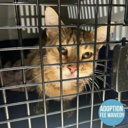 An adult medium-sized female Black Domestic Short Hair cat named Dolly for adoption in Sacramento, CA