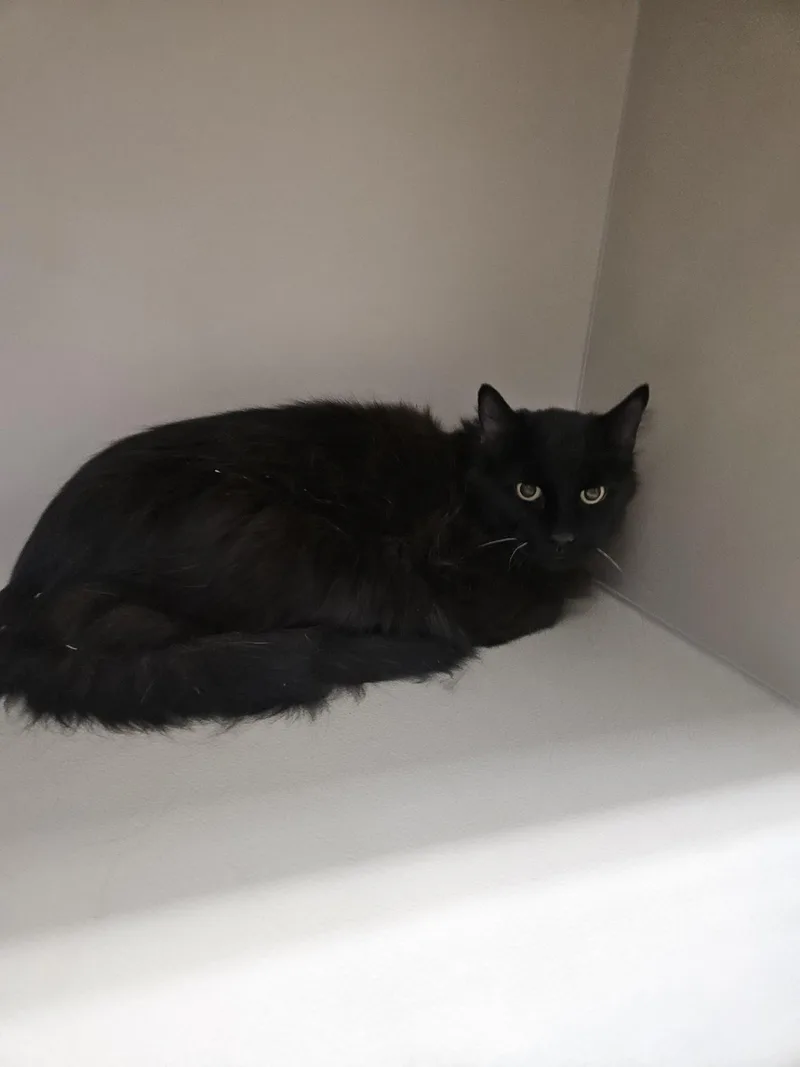 An adult medium-sized male Domestic Long Hair cat named 61851839 for adoption in Elko, NV