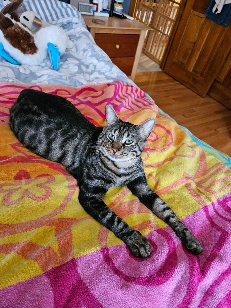 A young medium-sized male Brown / Chocolate Domestic Short Hair cat named Cupcake for adoption in Hudson, NH