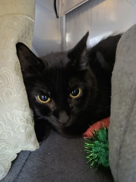 An adult medium-sized female Domestic Short Hair cat named Palette for adoption in Kingston, NY