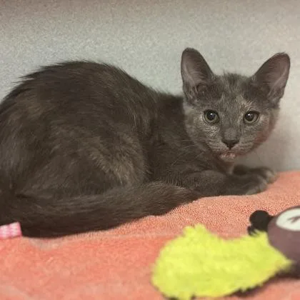 A baby medium-sized female Gray / Blue / Silver Domestic Short Hair cat named Ginny for adoption in Red Bluff, CA