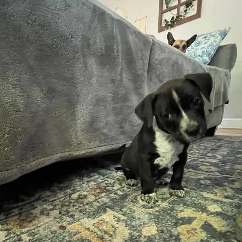 A baby medium-sized male Black Pit Bull Terrier dog named Ralphie for adoption in Joliet, IL