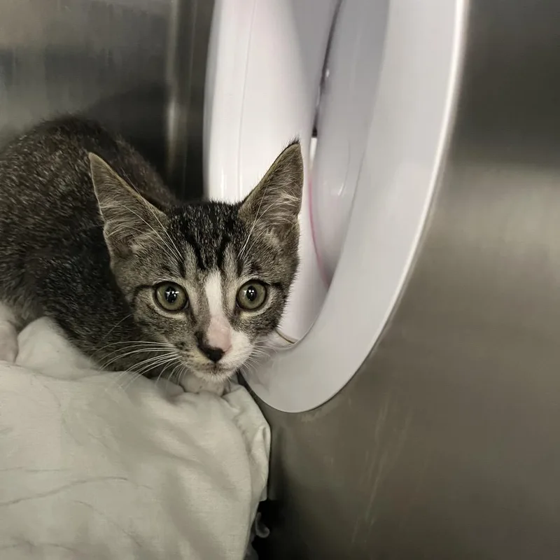 A baby small-sized male Gray / Blue / Silver Domestic Short Hair cat named Bongo for adoption in West Palm Beach, FL