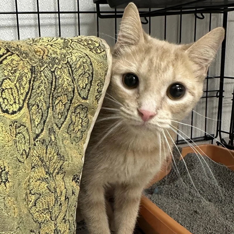 A young medium-sized female Buff / Tan / Fawn Domestic Short Hair cat named Paprika for adoption in Youngstown, OH