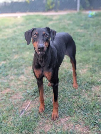 An adult large-sized female Doberman Pinscher dog named Arya for adoption in Mansfield, TX