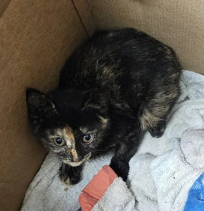 A baby small-sized female Domestic Short Hair cat named Waffles for adoption in Chamblee, GA