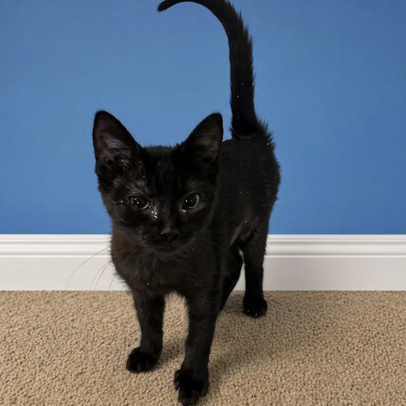 A young medium-sized male Domestic Short Hair cat named Hershey for adoption in Pilot Point, TX