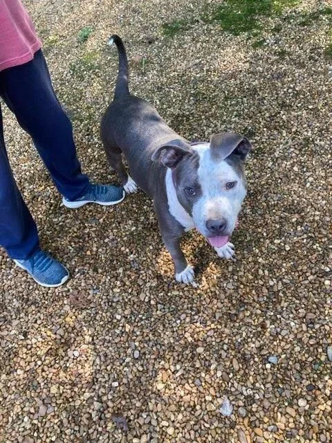 An adult medium-sized male Gray / Blue / Silver Staffordshire Bull Terrier dog named Buddy for adoption in Chattanooga, TN