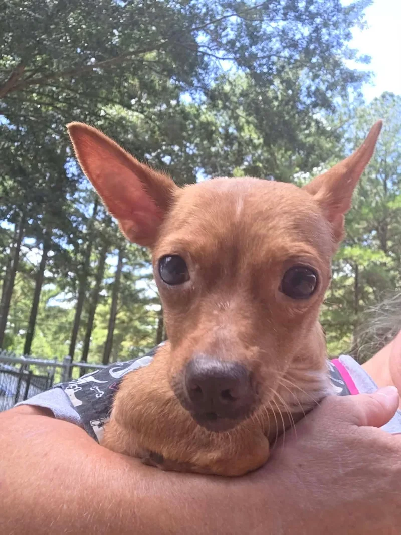 A young small-sized female Chihuahua dog named Madison Wood for adoption in Saunderstown, RI