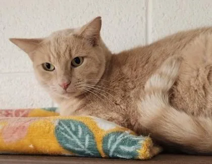 An adult large-sized male Domestic Short Hair cat named Cornwall for adoption in Butte, MT