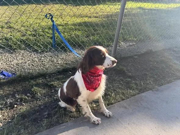 Ruby & Rogue thumbnail 2