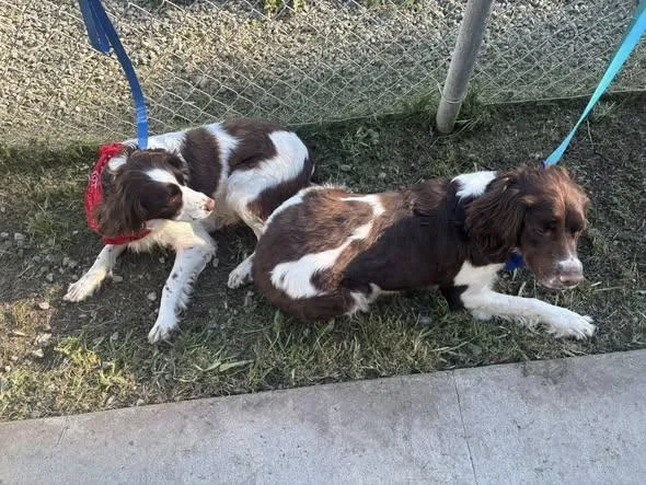 An adult medium-sized female Tricolor (Brown, Black, & White) Spaniel dog named Ruby & Rogue for adoption in Woodland, CA