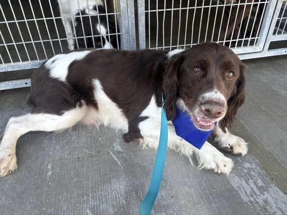 Ruby & Rogue thumbnail 3