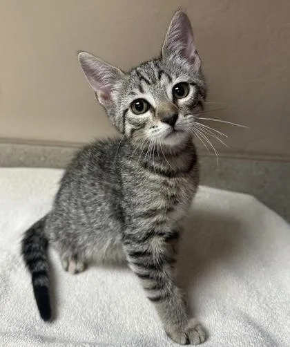 A young small-sized female Domestic Short Hair cat named Betty Rubble for adoption in Phoenix, AZ