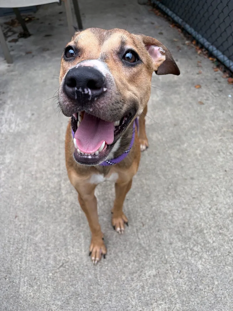 A young medium-sized female Yellow / Tan / Blond / Fawn Pit Bull Terrier dog named Concert for adoption in Chicago, IL