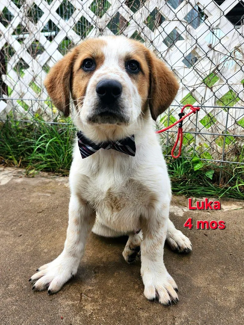 A baby large-sized male Great Pyrenees dog named Luka for adoption in Elkhorn, WI